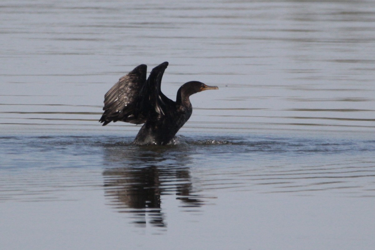 Double-crested Cormorant - ML641776355