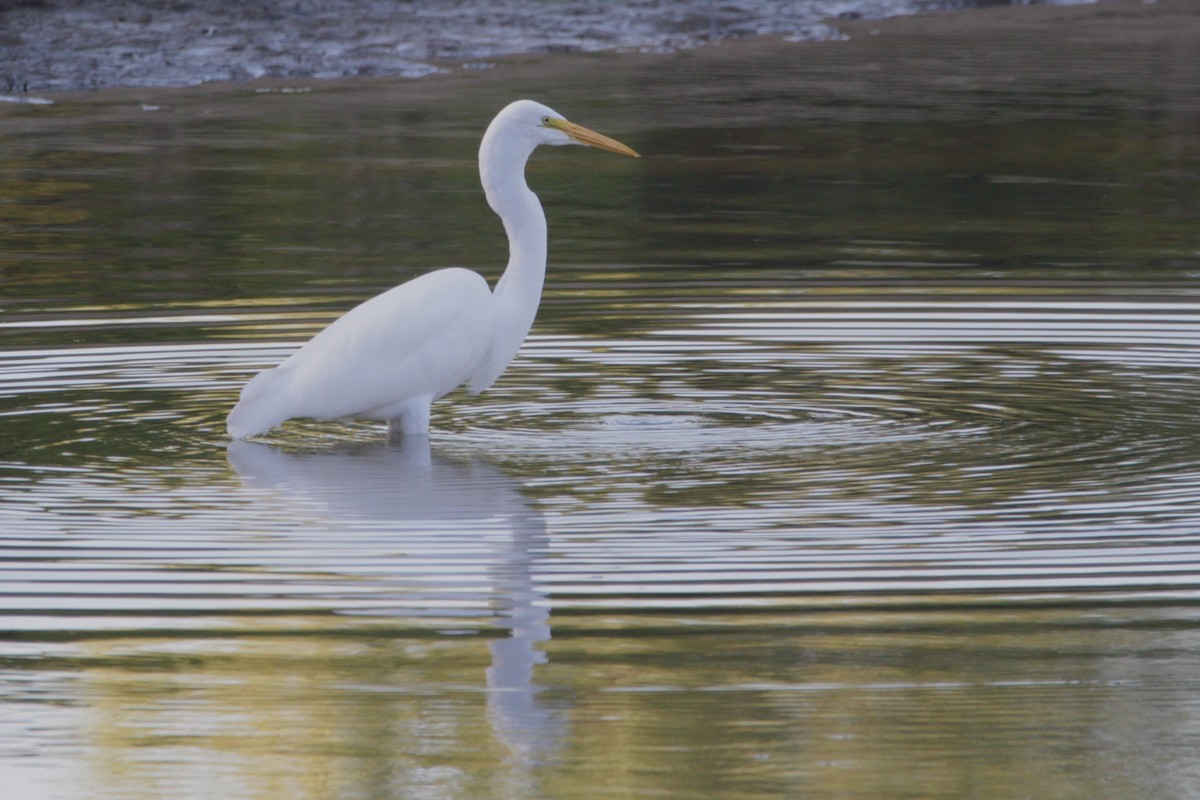 Great Egret - ML641776368