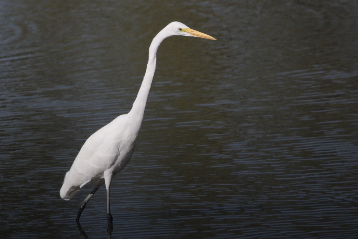 Great Egret - ML641776369