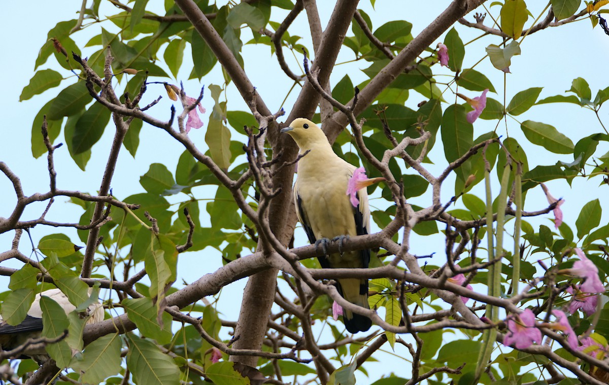 Pied Imperial-Pigeon - ML641776370