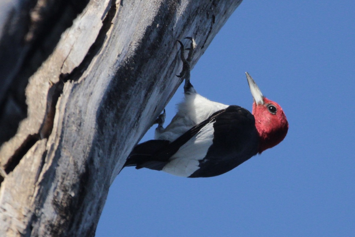 Red-headed Woodpecker - ML641776378
