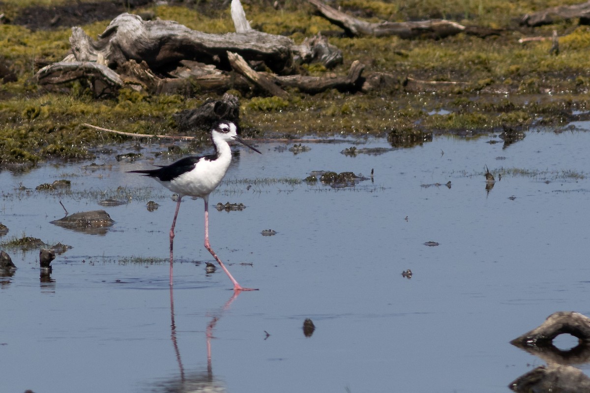 pisila černokrká - ML641776380