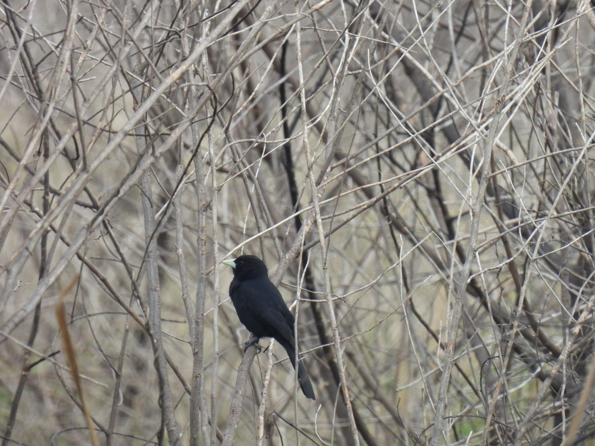 Solitary Black Cacique - ML641776387