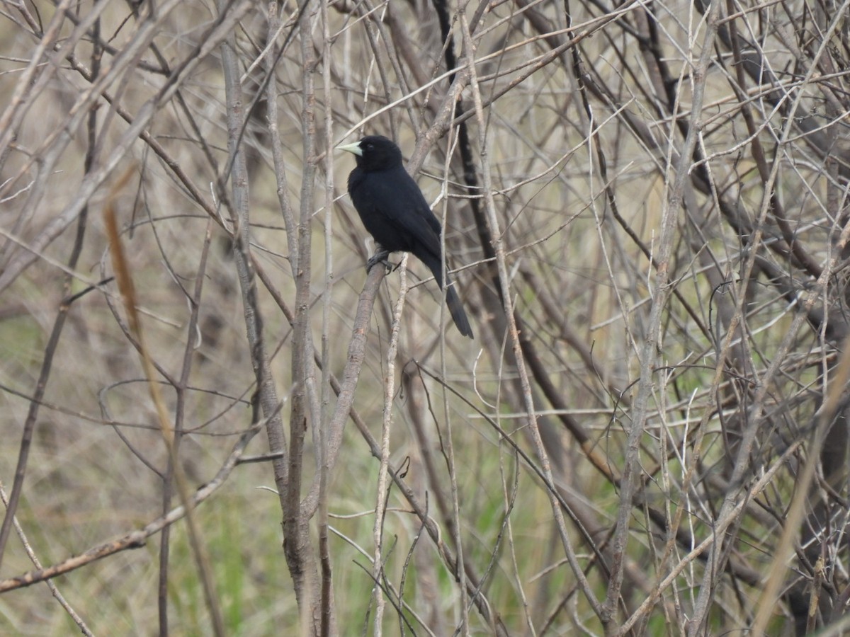 Solitary Black Cacique - ML641776388