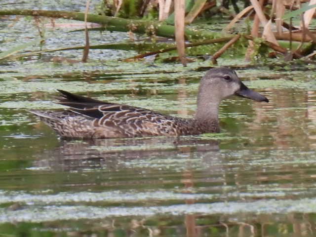 Blue-winged Teal - ML641776398