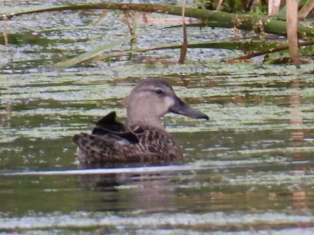 Blue-winged Teal - ML641776399