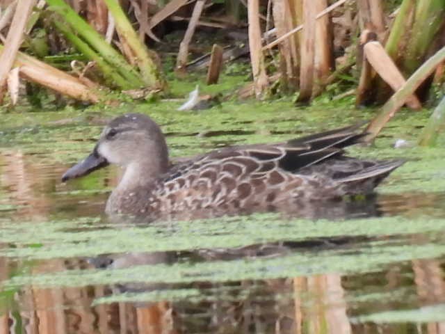 Blue-winged Teal - ML641776400