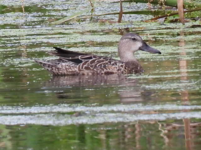 Blue-winged Teal - ML641776401