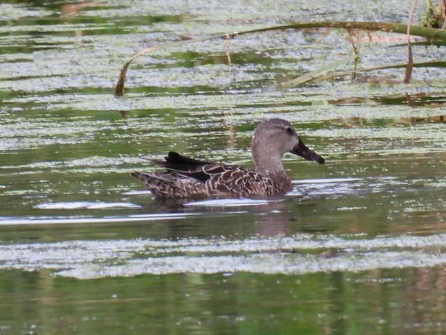 Blue-winged Teal - ML641776402