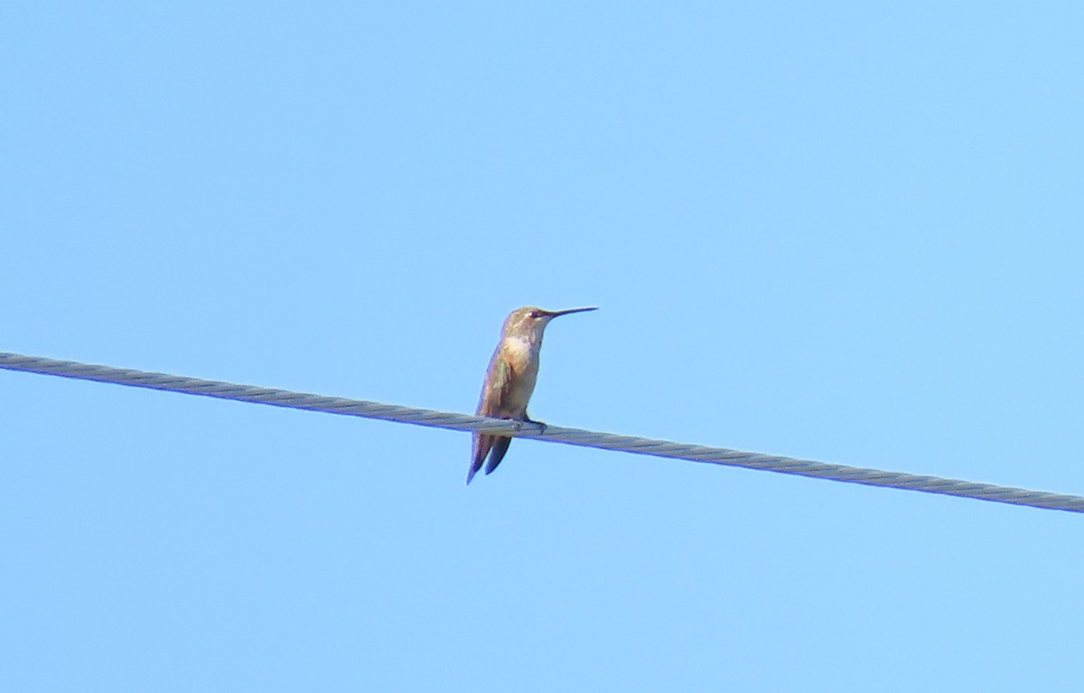 Anna's Hummingbird - ML641776405