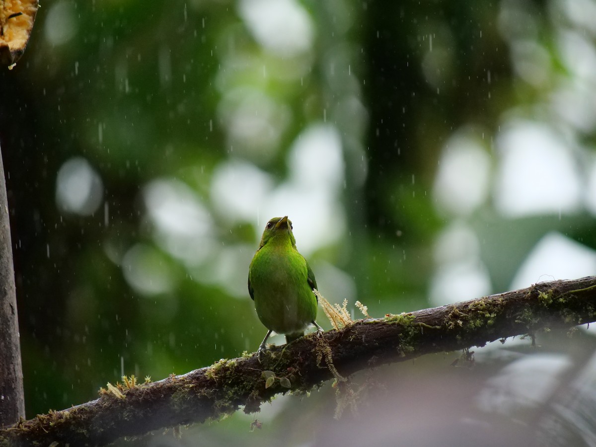 Green Honeycreeper - ML641776416