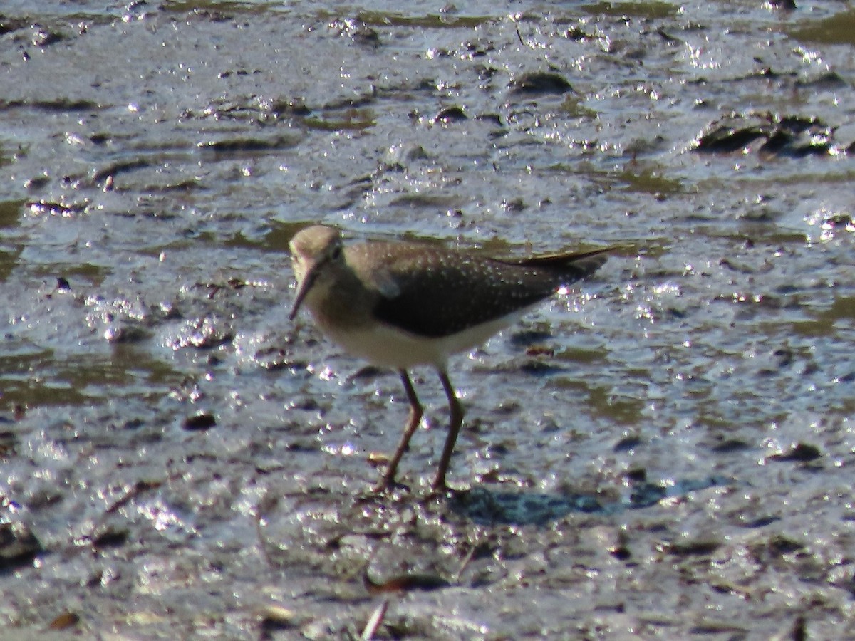 Solitary Sandpiper - ML641776586