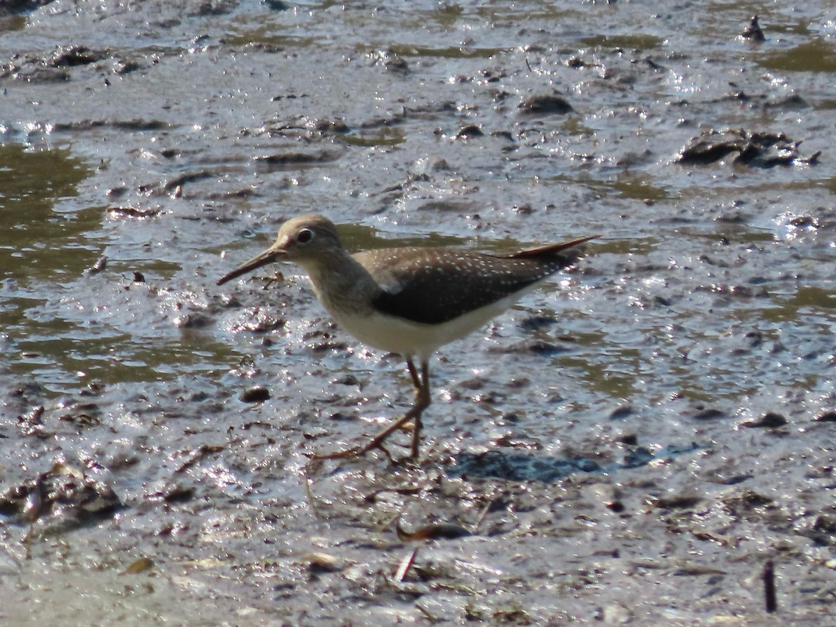 Solitary Sandpiper - ML641776587