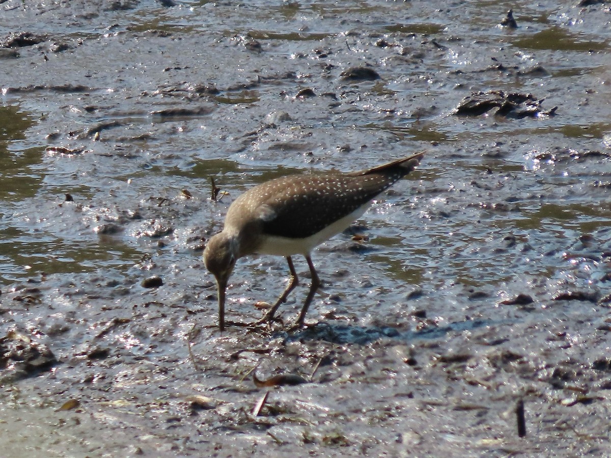 Solitary Sandpiper - ML641776588