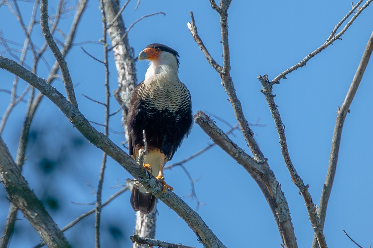 Crested Caracara (Northern) - ML641776622