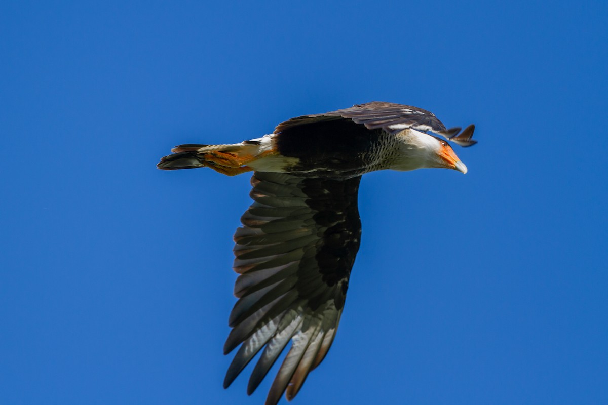 Crested Caracara (Northern) - ML641776623