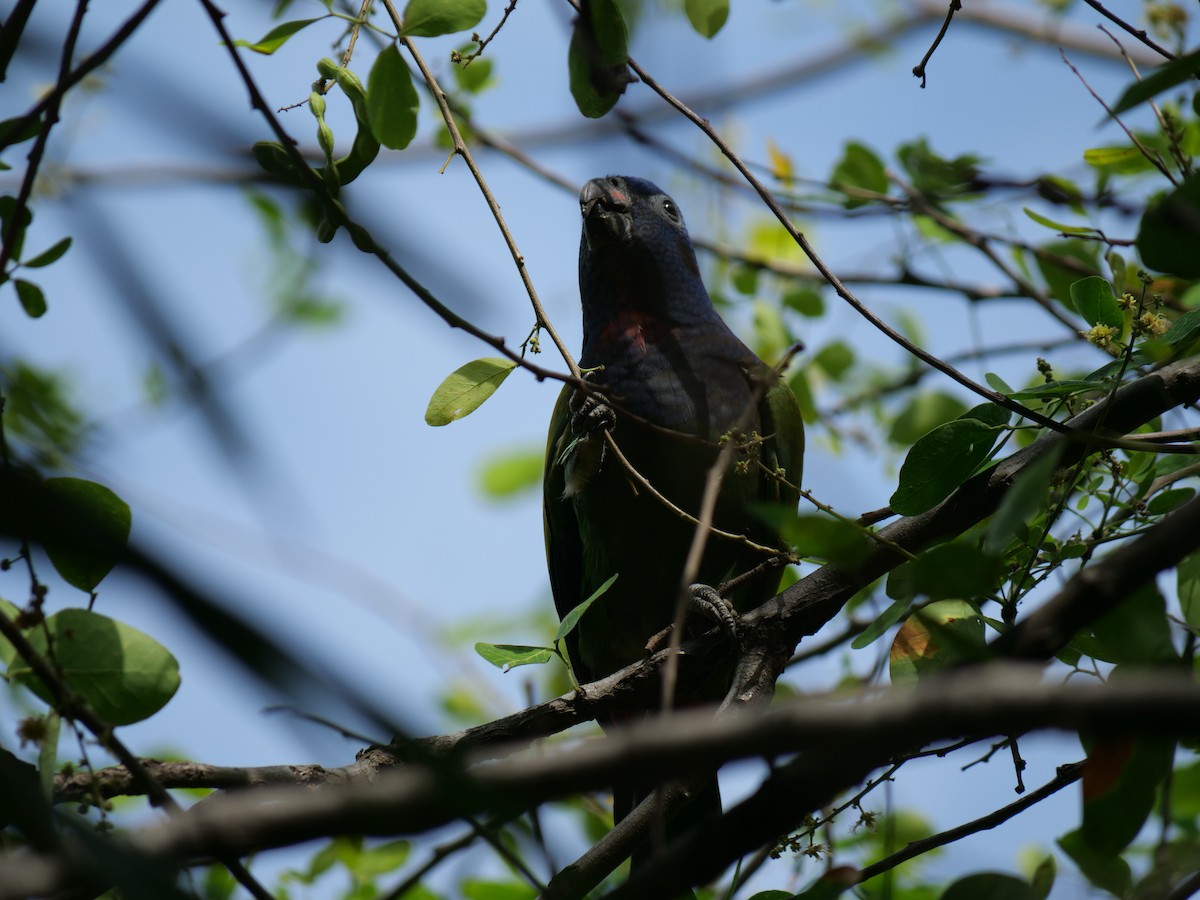 Schwarzohrpapagei - ML641776628