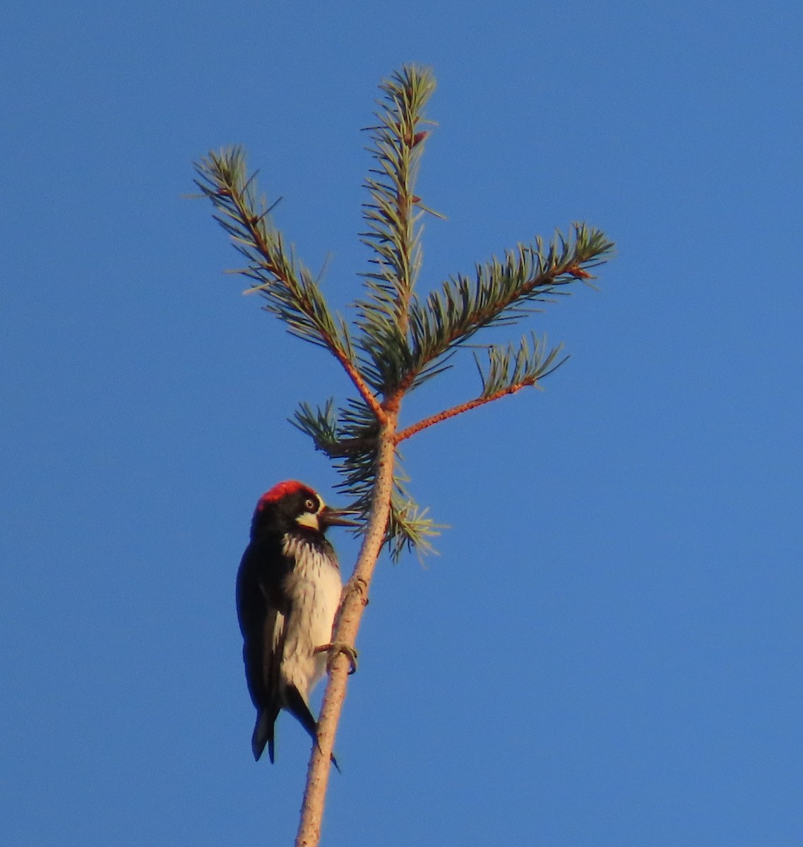 Acorn Woodpecker - ML641776634
