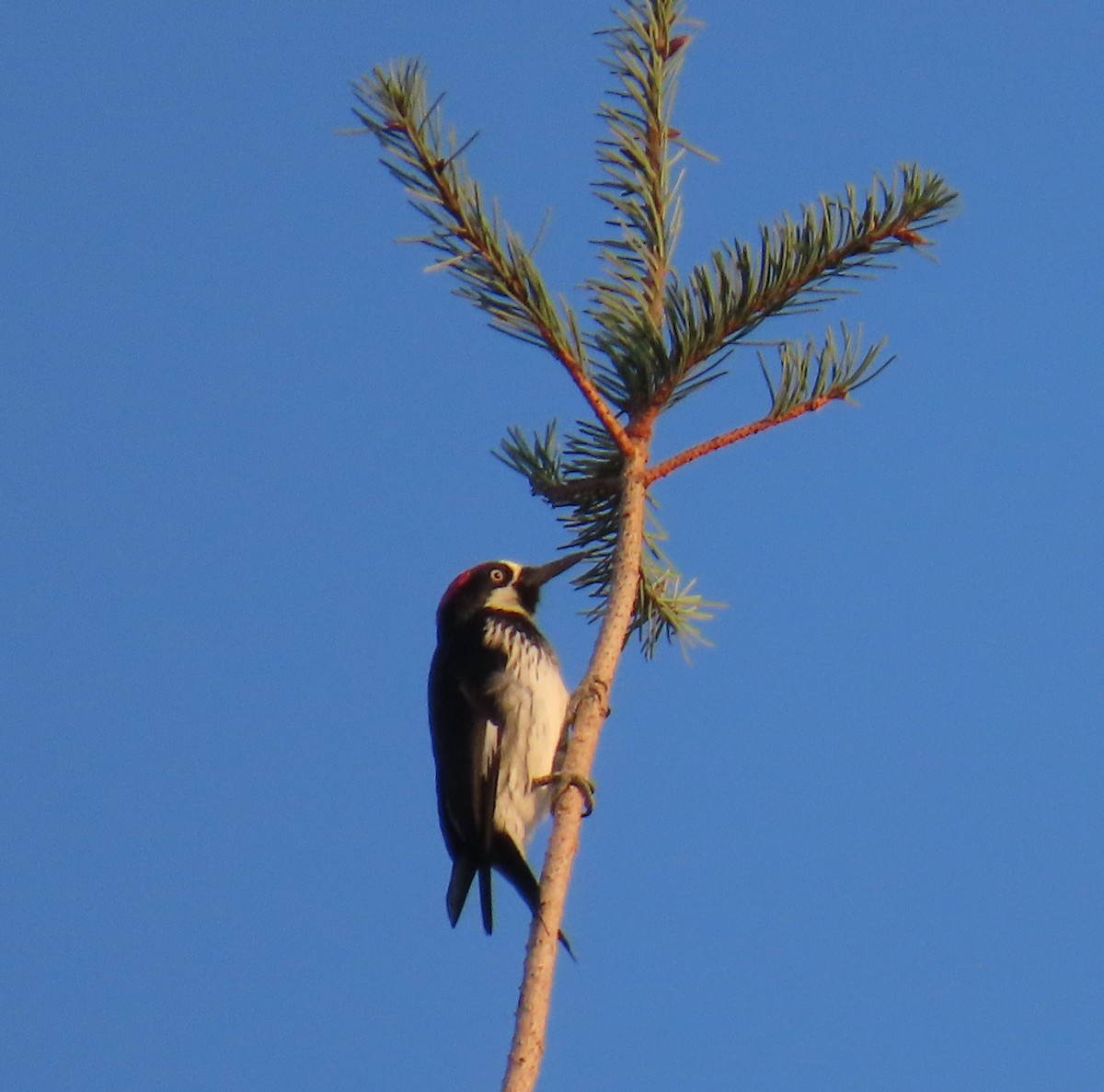 Acorn Woodpecker - ML641776635