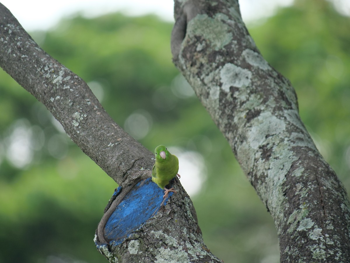 Spectacled Parrotlet - ML641776647