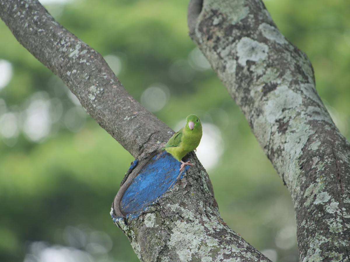 Spectacled Parrotlet - ML641776648