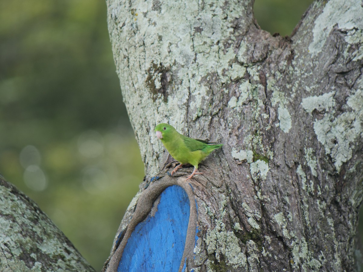Spectacled Parrotlet - ML641776649
