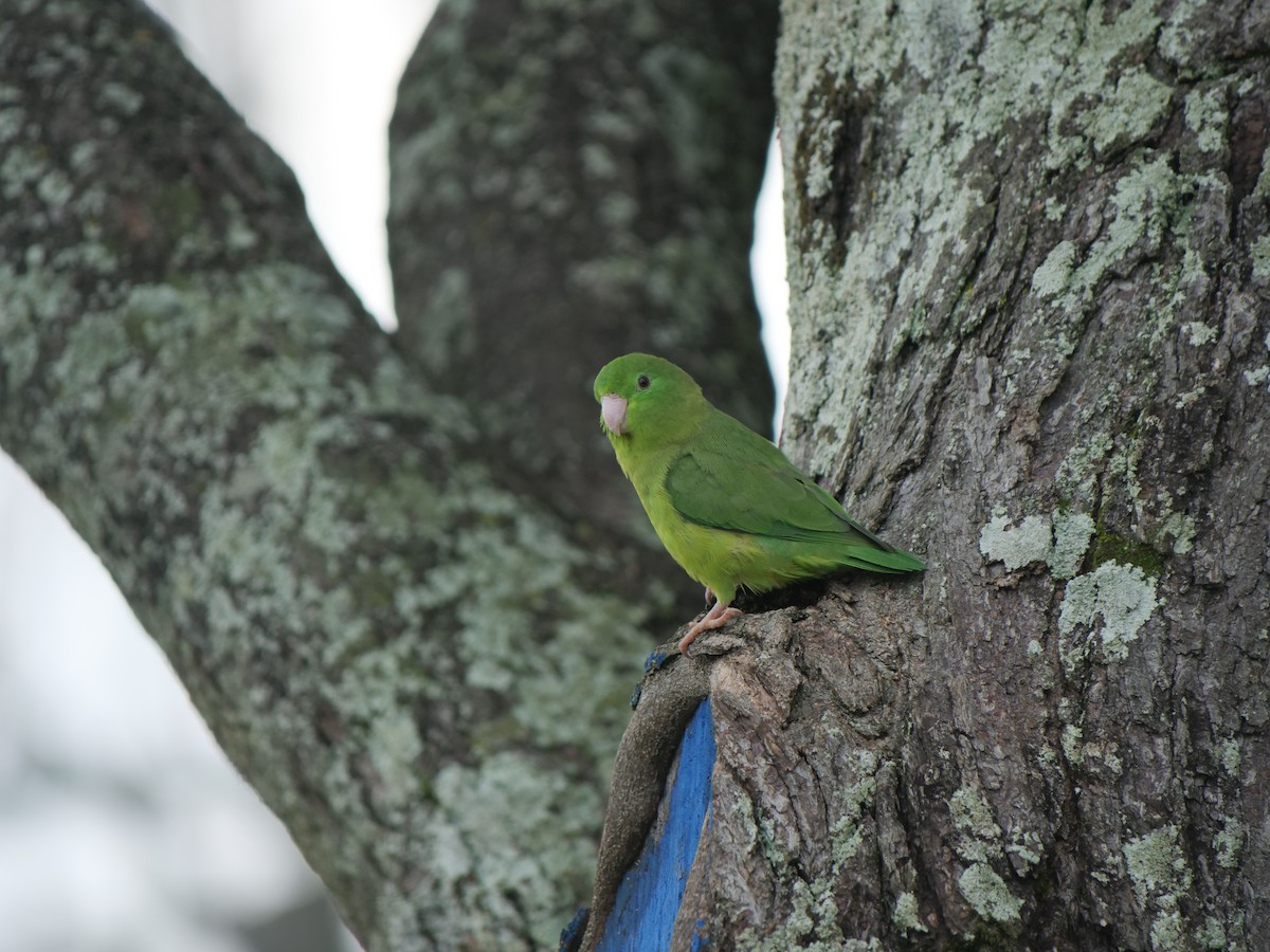 Spectacled Parrotlet - ML641776650