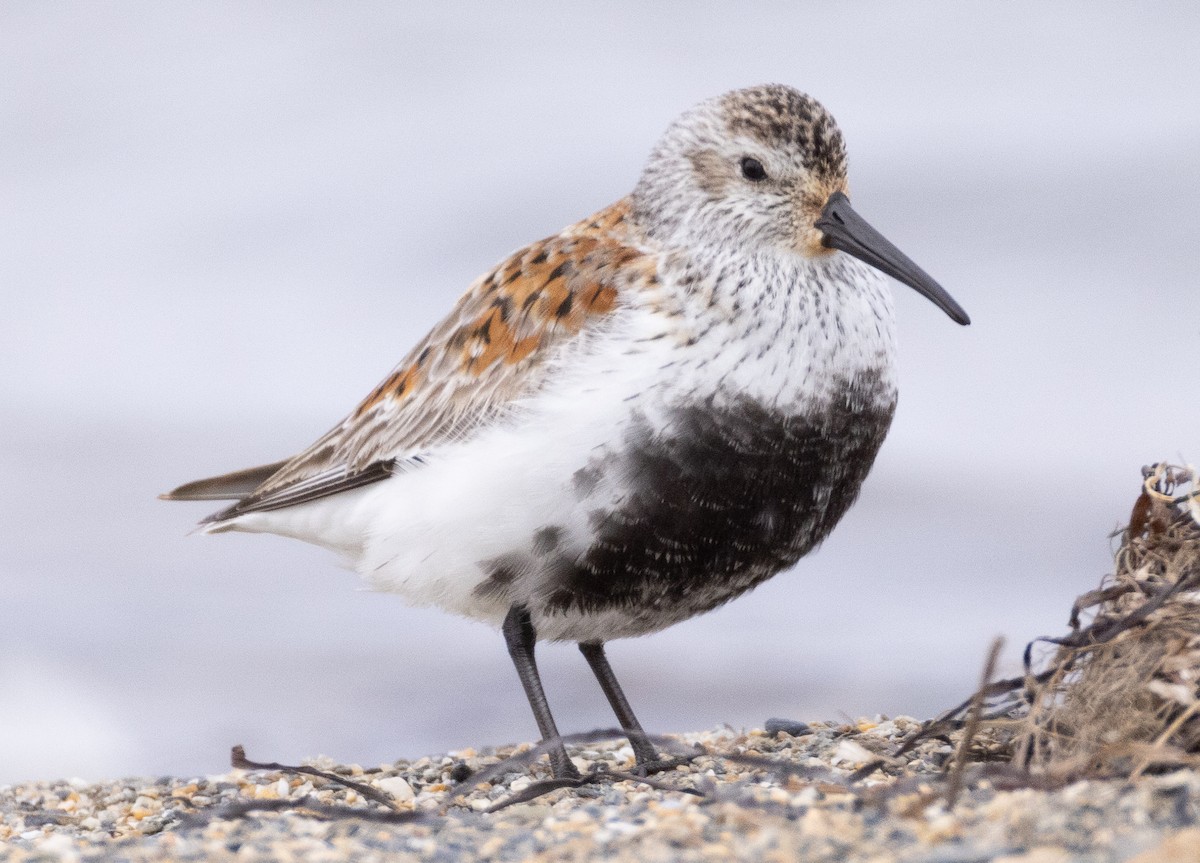 Dunlin - ML641776731
