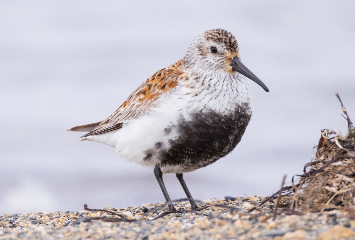 Dunlin - ML641776732