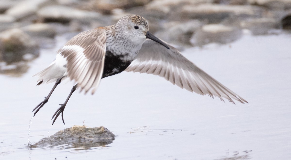 Dunlin - ML641776734
