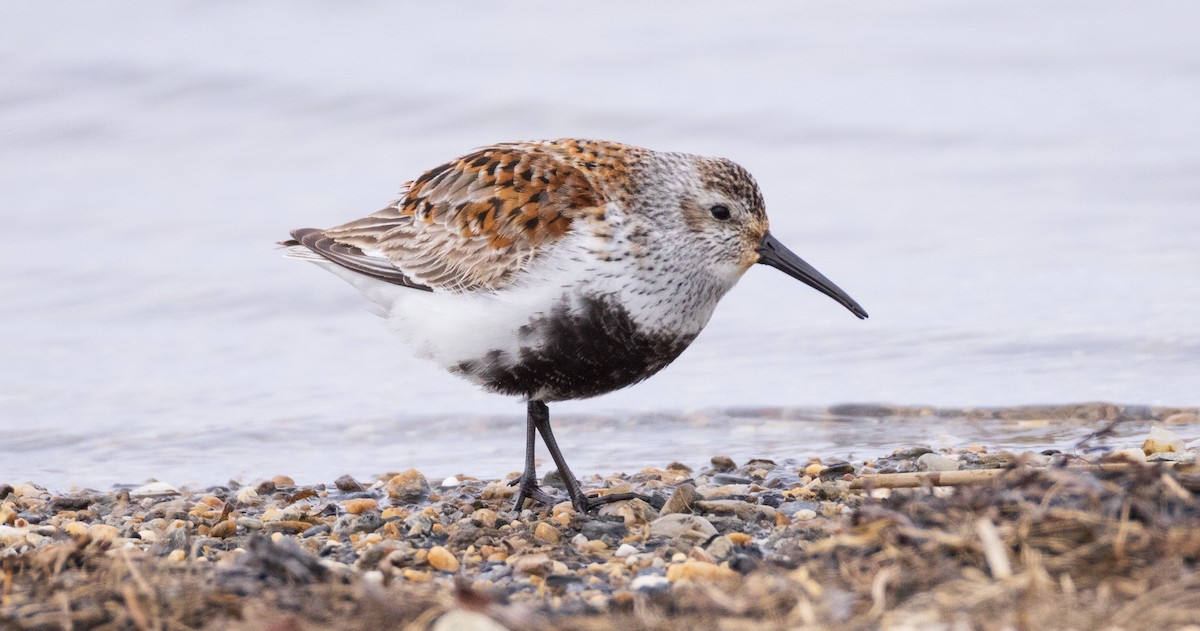 Dunlin - ML641776735