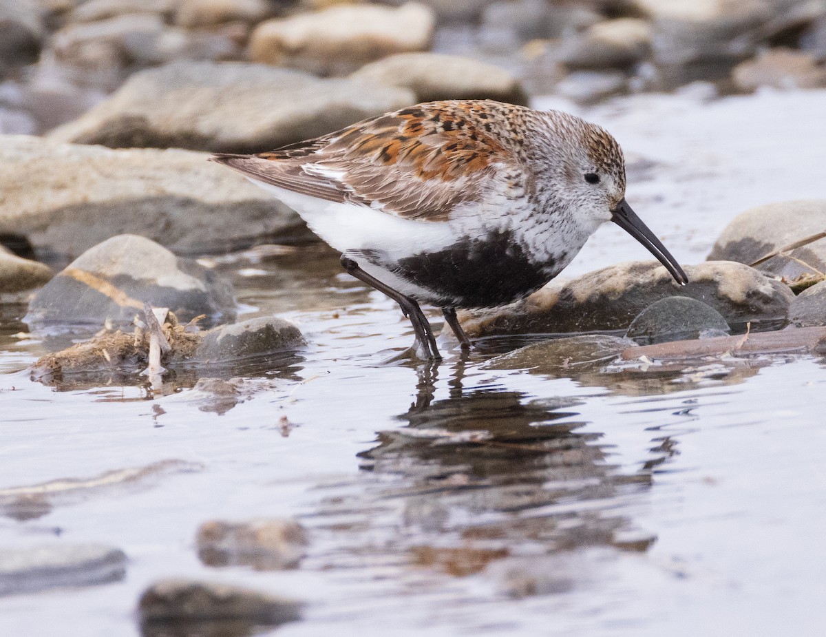 Dunlin - ML641776736