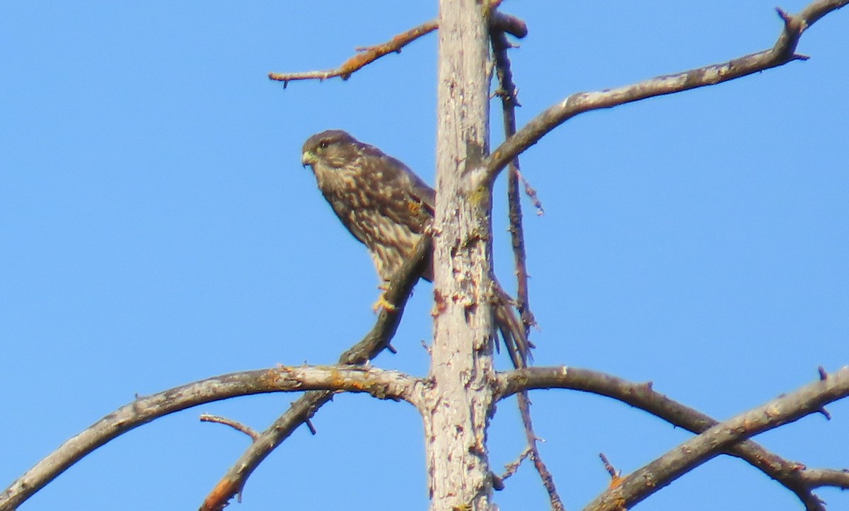 Merlin - ML641776747