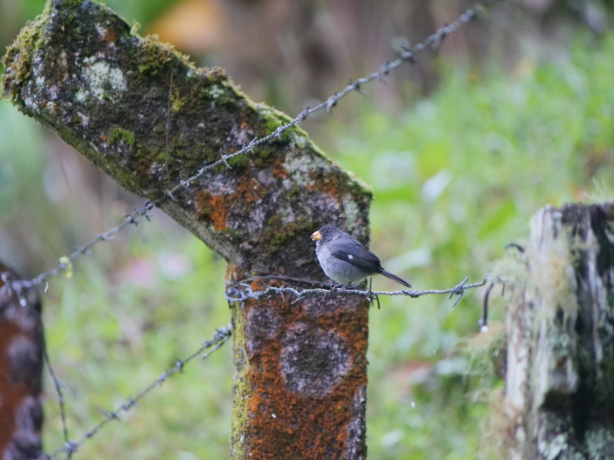 Gray Seedeater - ML641776853