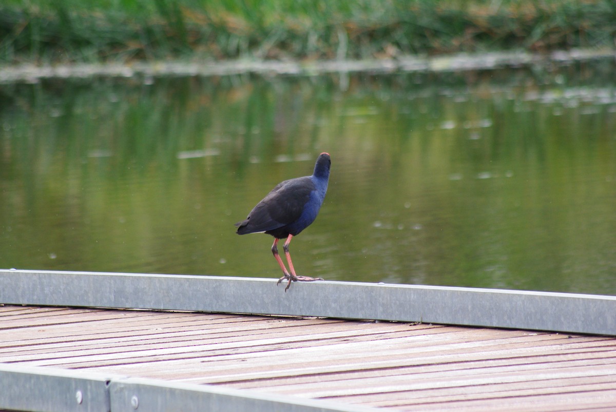 Australasian Swamphen - ML641776863