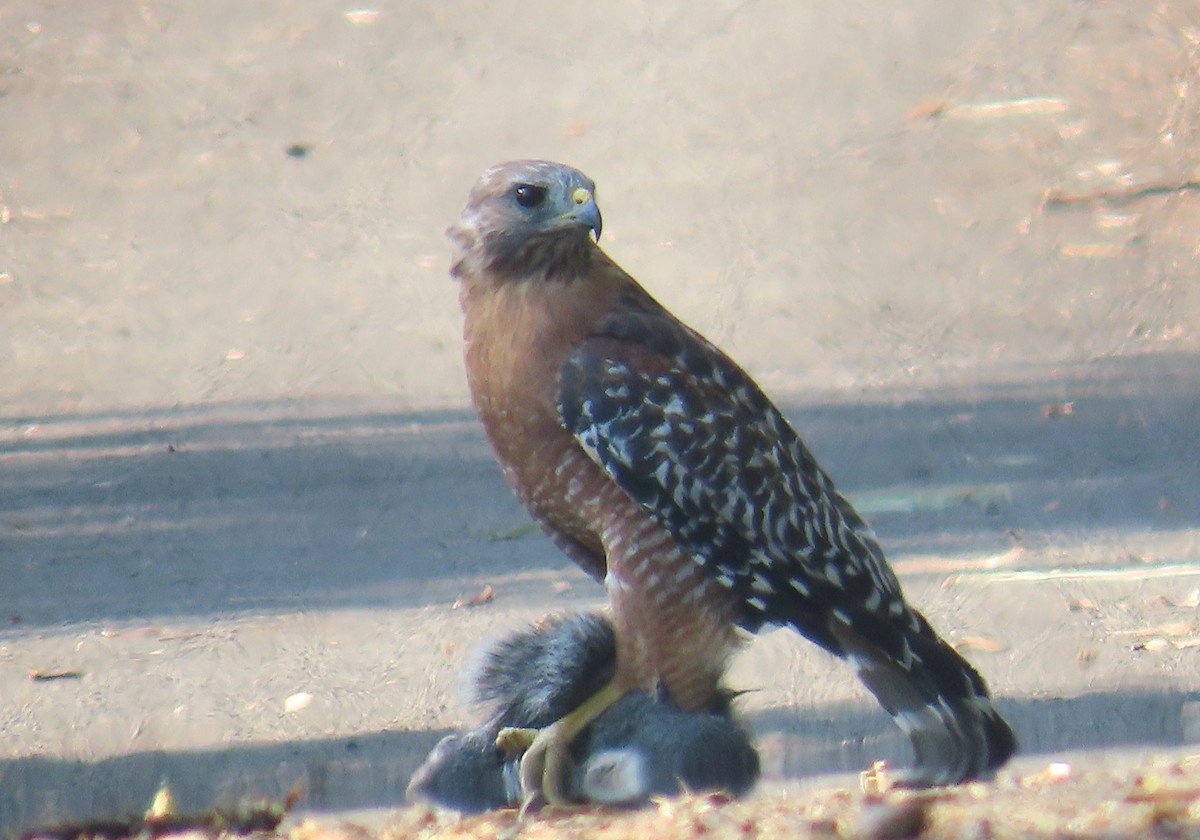 Red-shouldered Hawk - ML641776864