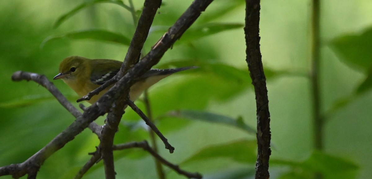 Bay-breasted Warbler - ML641776888