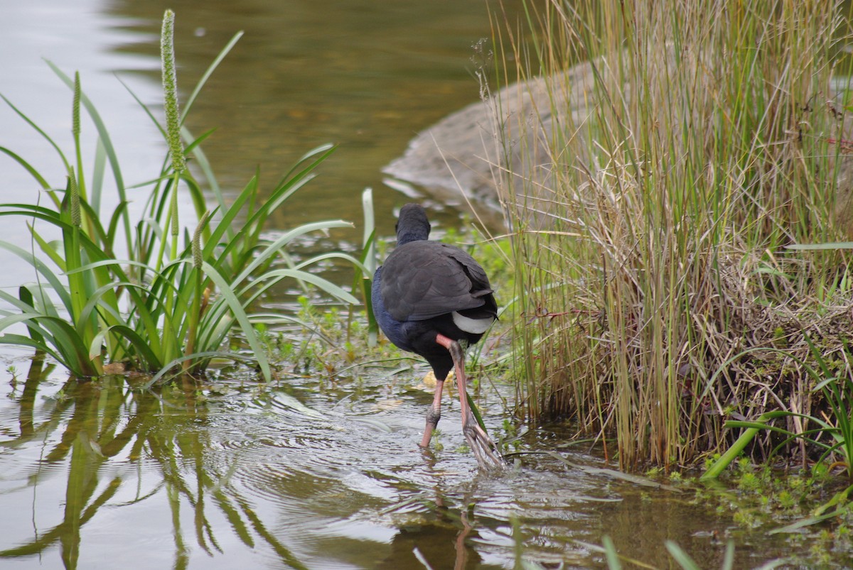 Australasian Swamphen - ML641776891