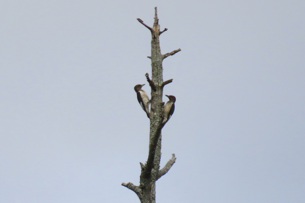 Red-headed Woodpecker - ML641776896
