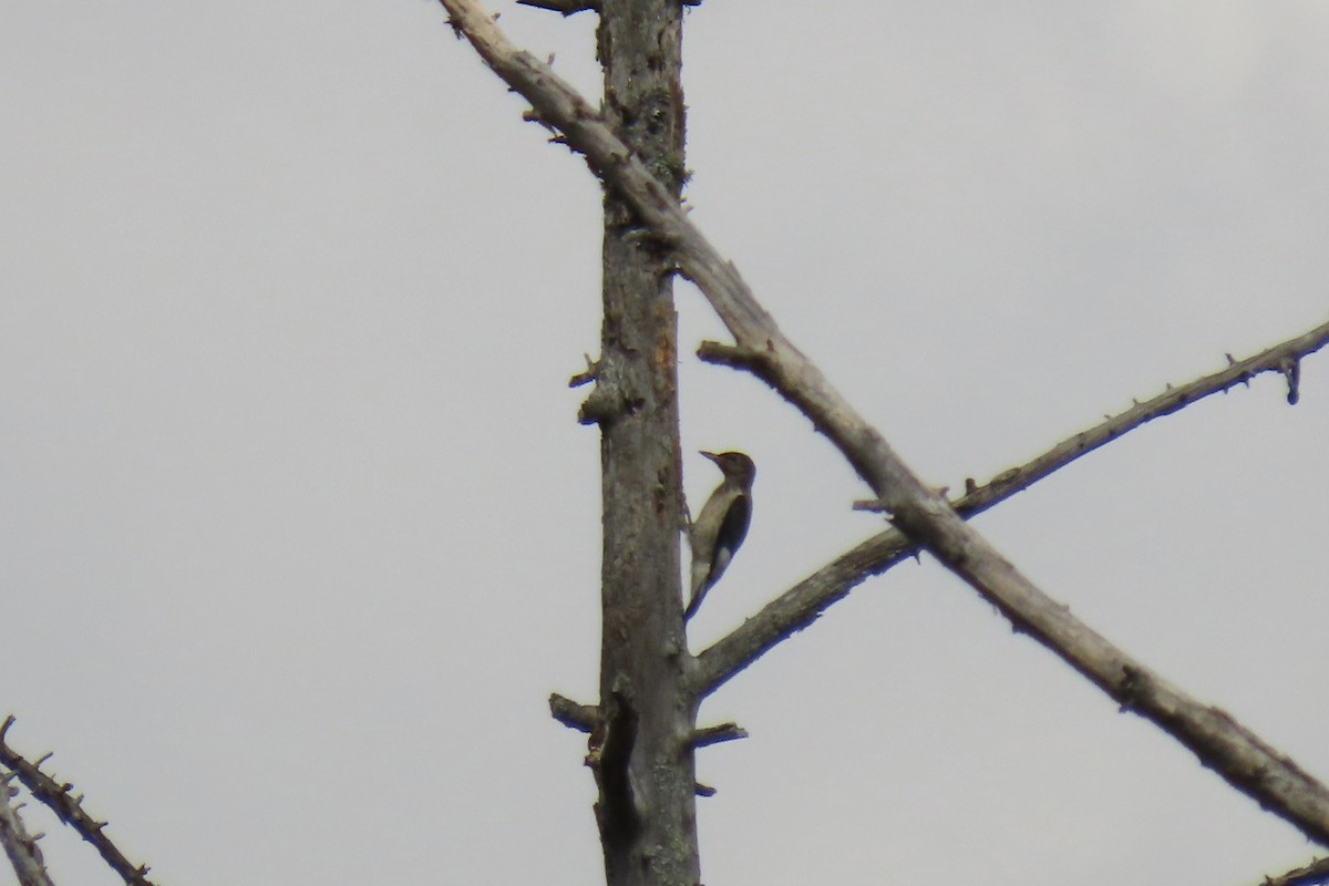 Red-headed Woodpecker - ML641776897