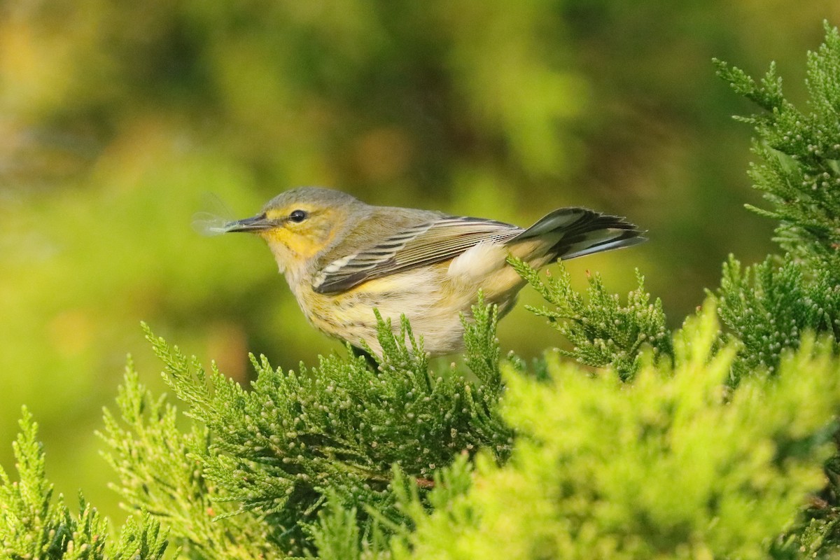 Cape May Warbler - ML641776899