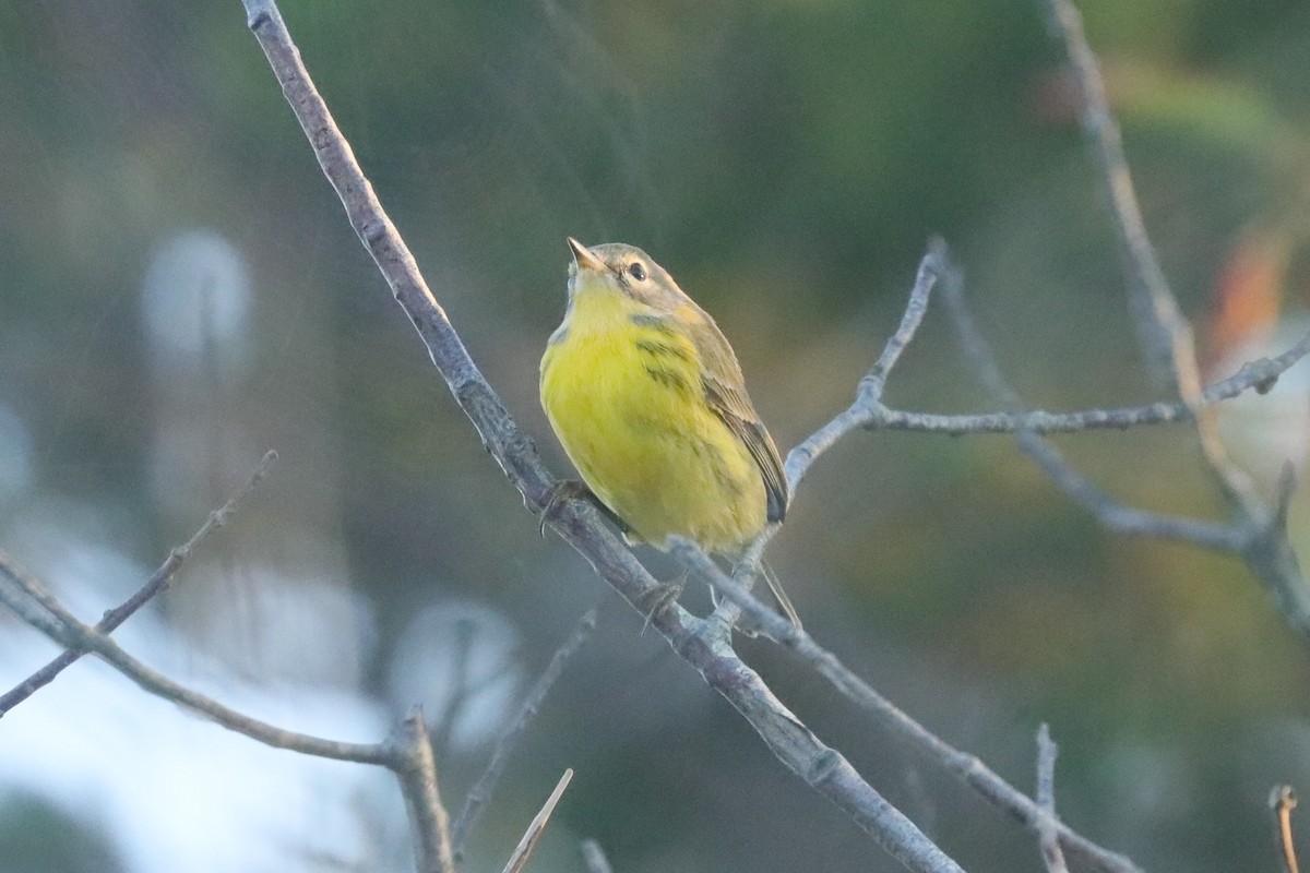 Prairie Warbler - ML641776910