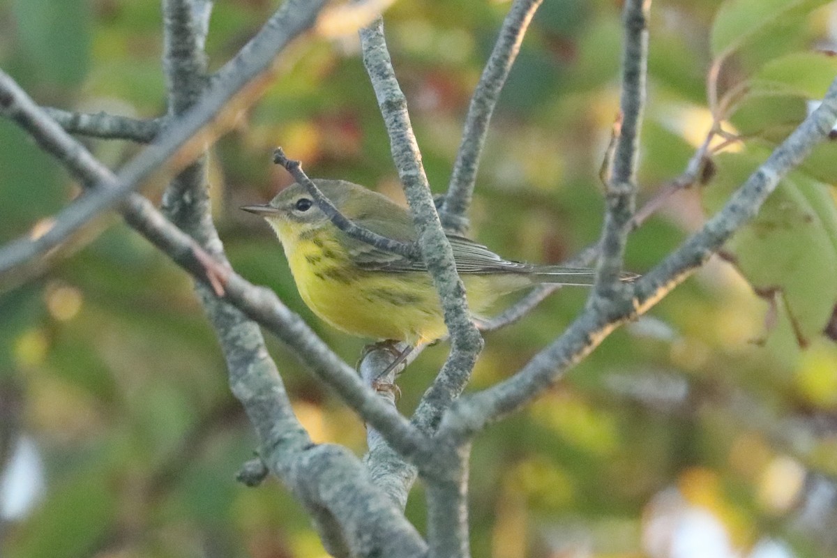 Prairie Warbler - ML641776916