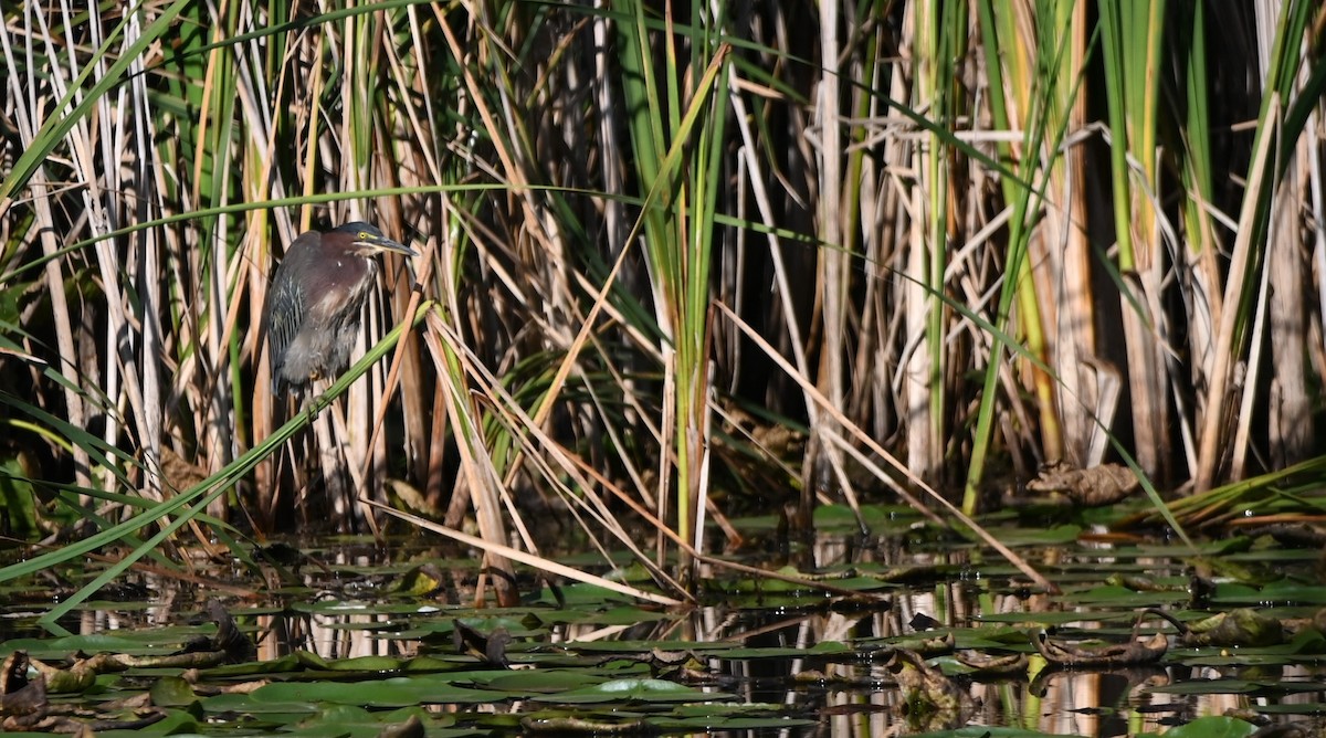 Green Heron - ML641776979