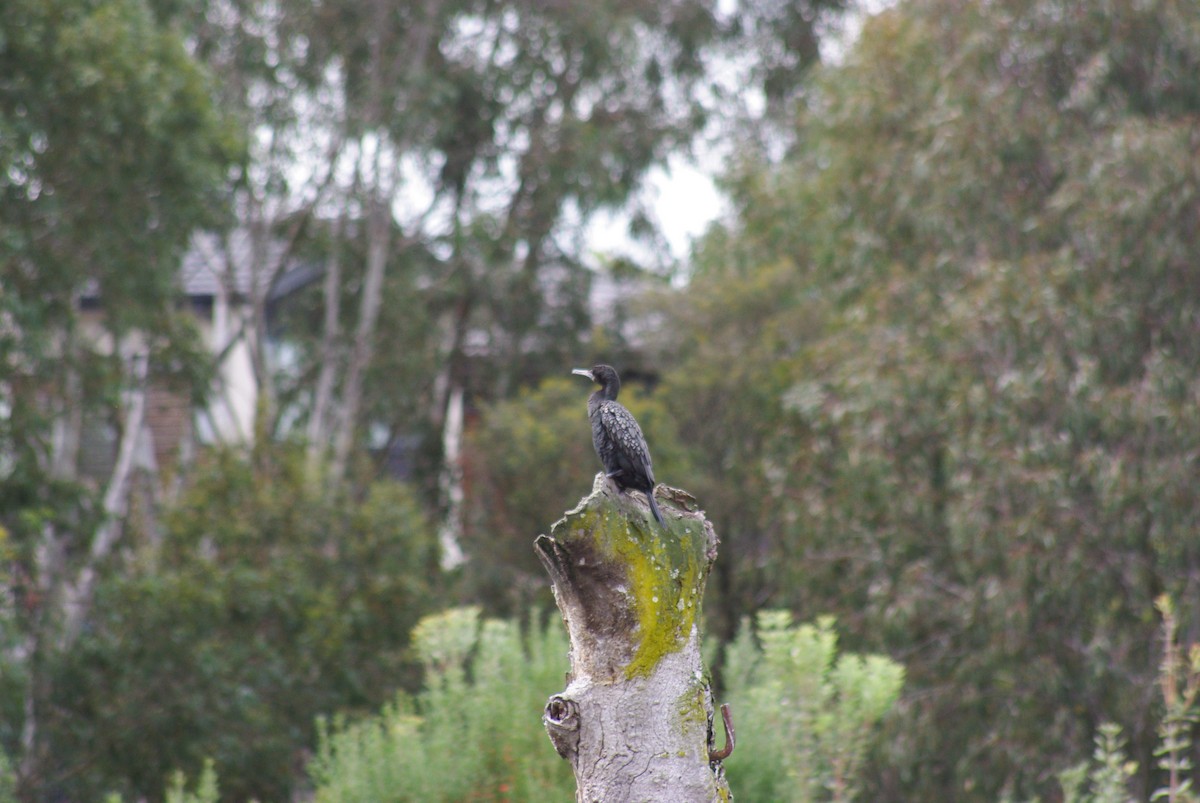 Little Black Cormorant - ML641776983