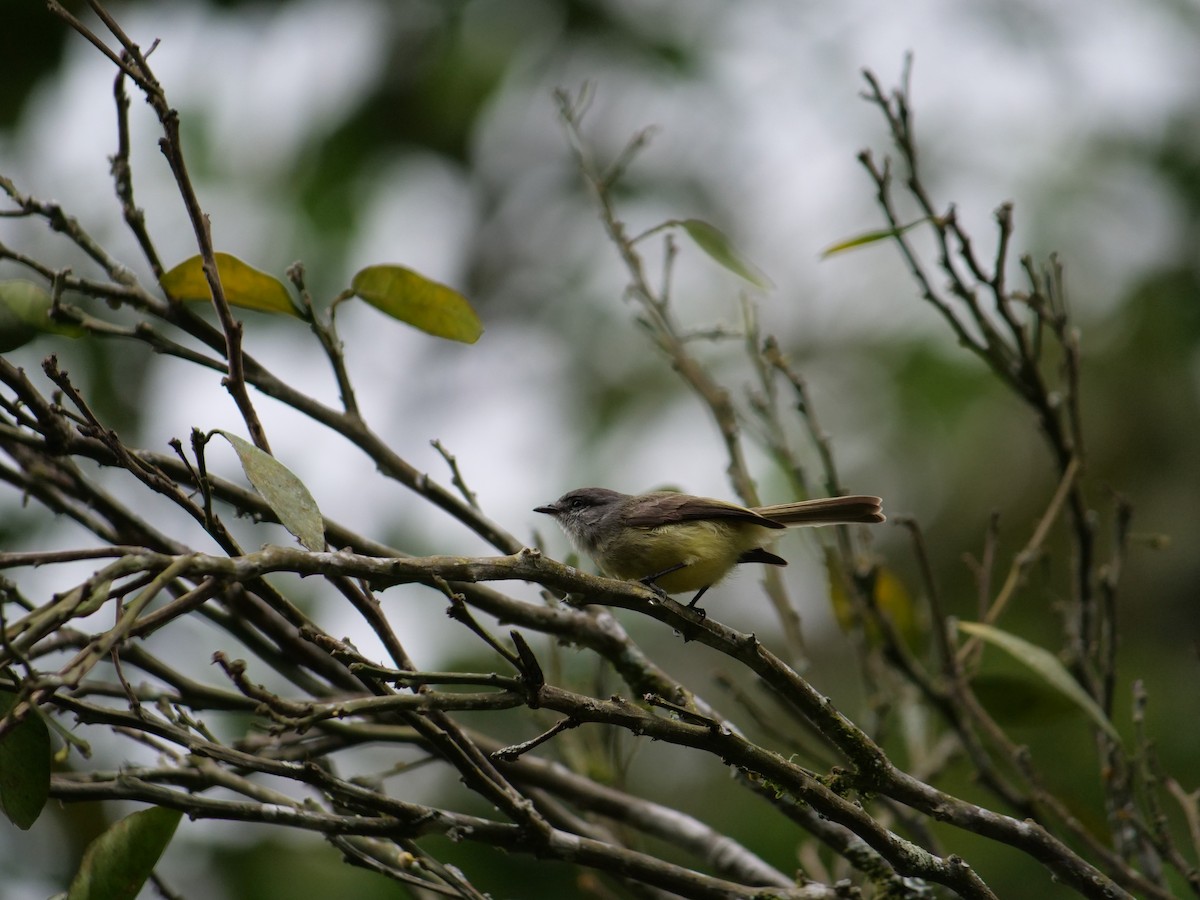 Sooty-headed Tyrannulet - ML641777015