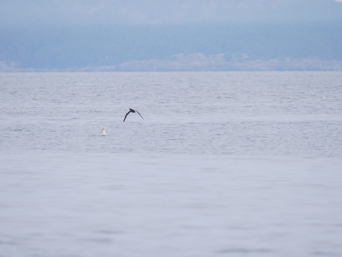 shearwater sp. - ML641777035