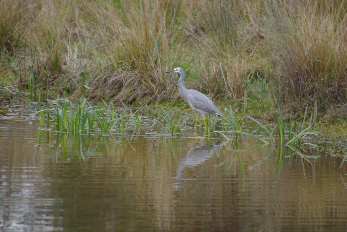 白臉鷺 - ML641777067