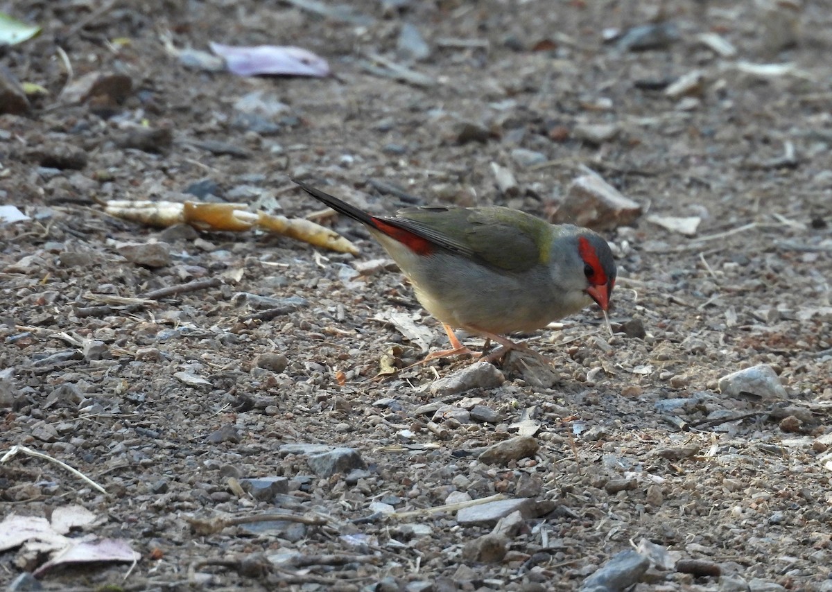 Red-browed Firetail - ML641777082