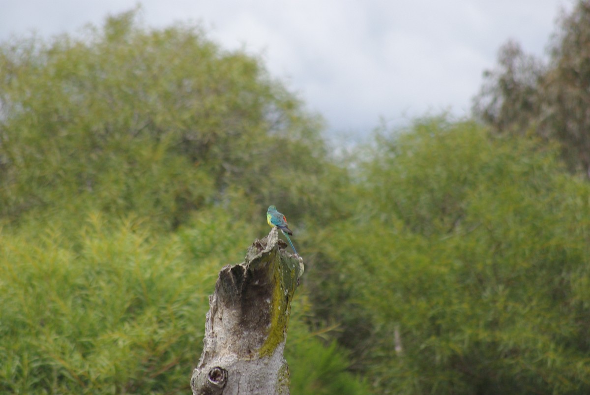 Red-rumped Parrot - ML641777083
